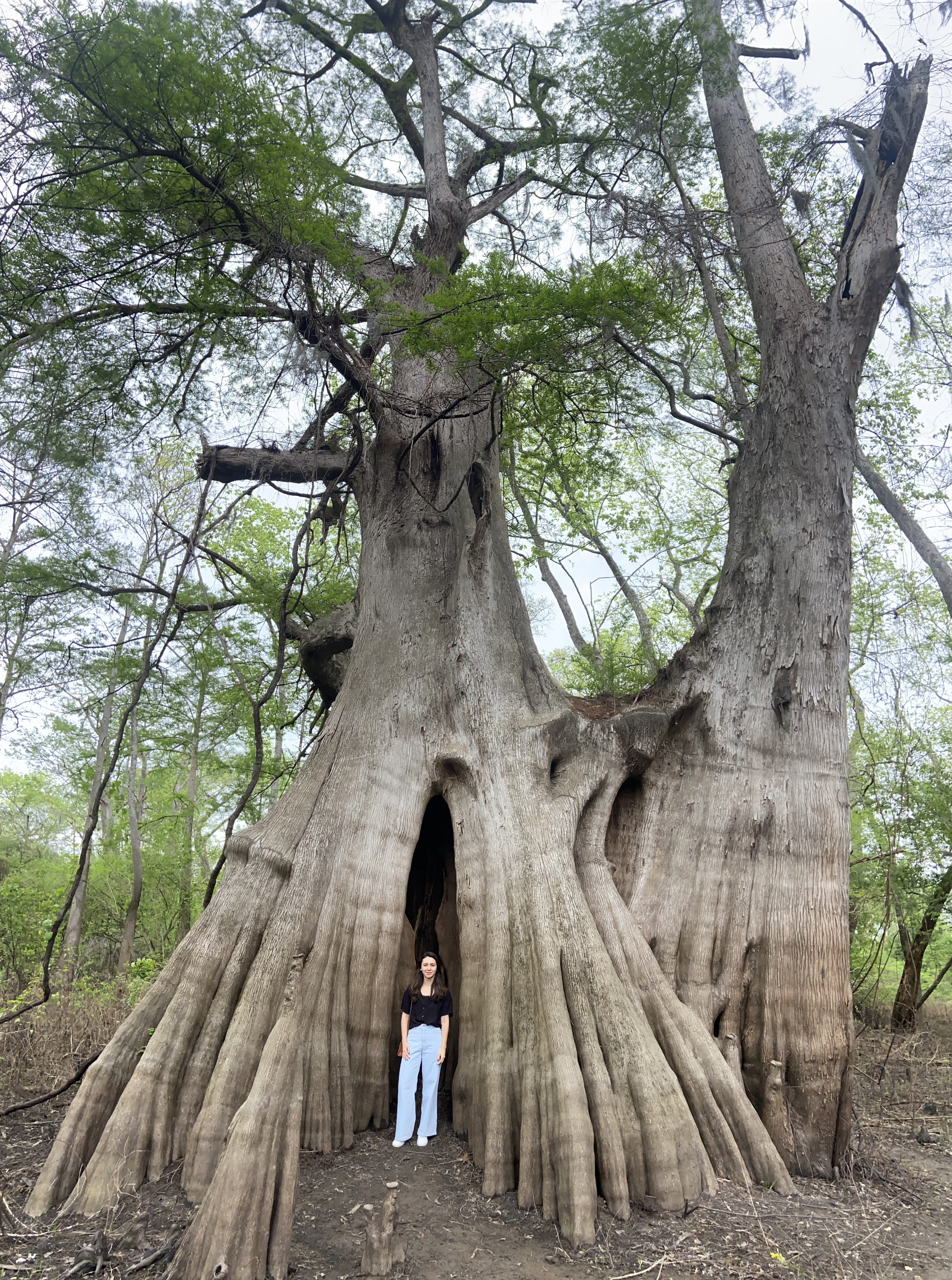 Cypress, St Francisville, Estados Unidos